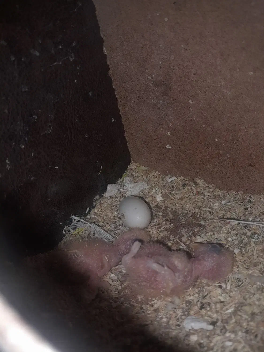 جوجه کوتوله|پرنده|تربت جام, نظامی|دیوار