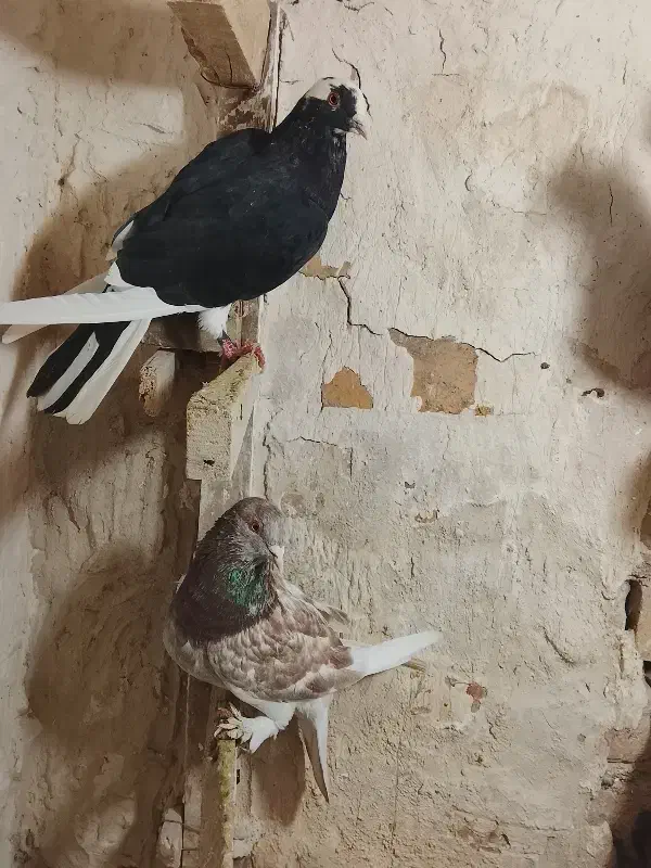 کفتر|پرنده|مرودشت, پشت سایپا|دیوار