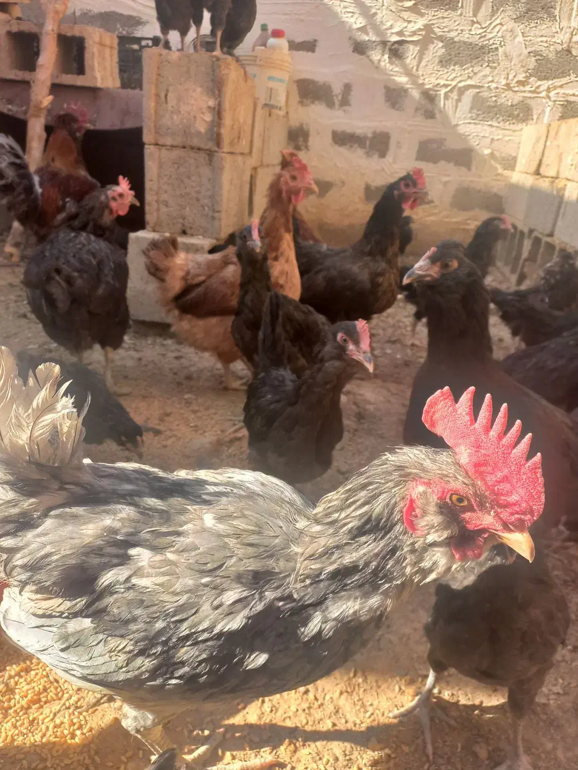 مرغ وخروس|پرنده|اصفهان, دستگرده|دیوار