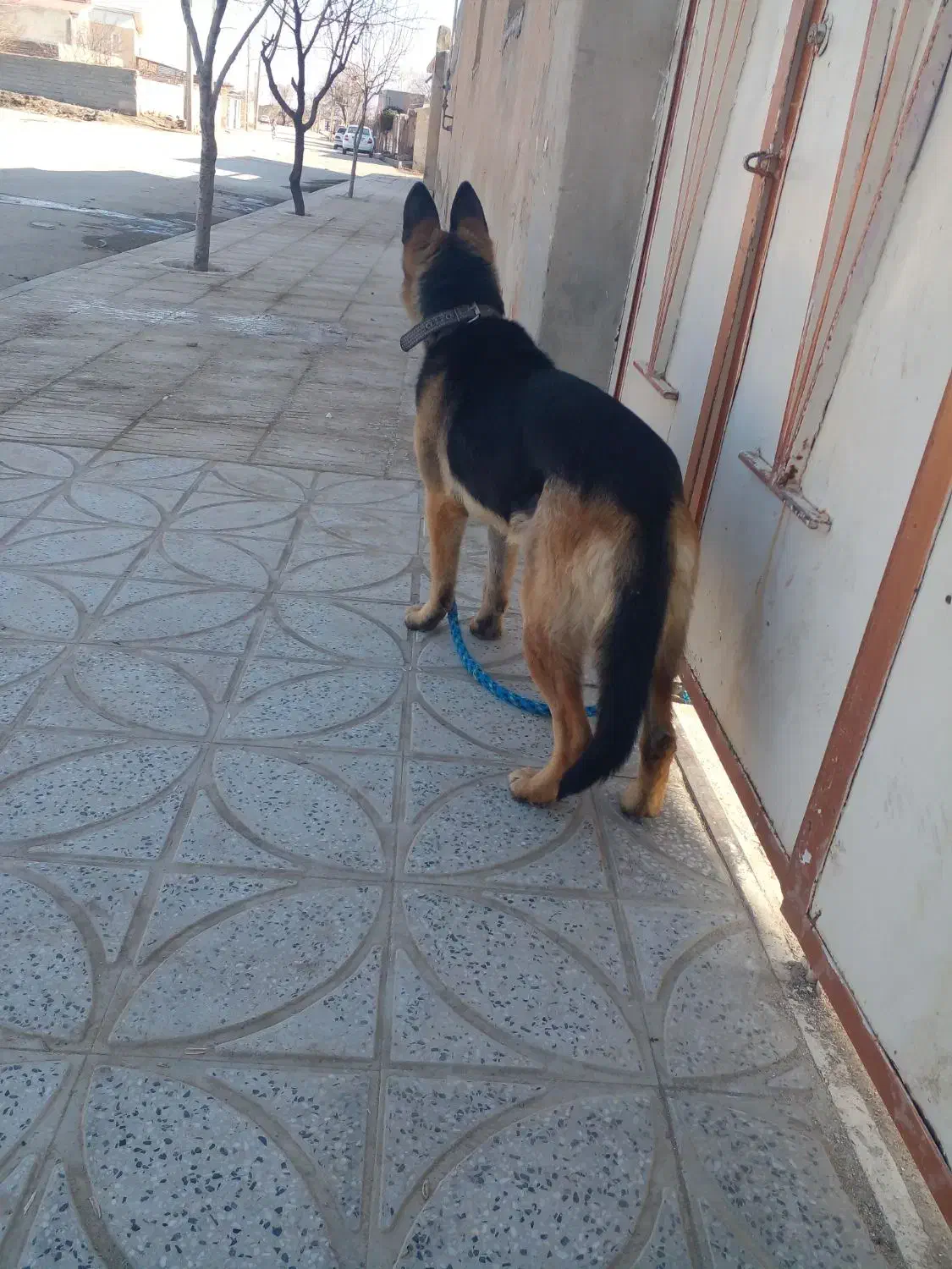 ژرمن شپرد|سگ|رزن, |دیوار