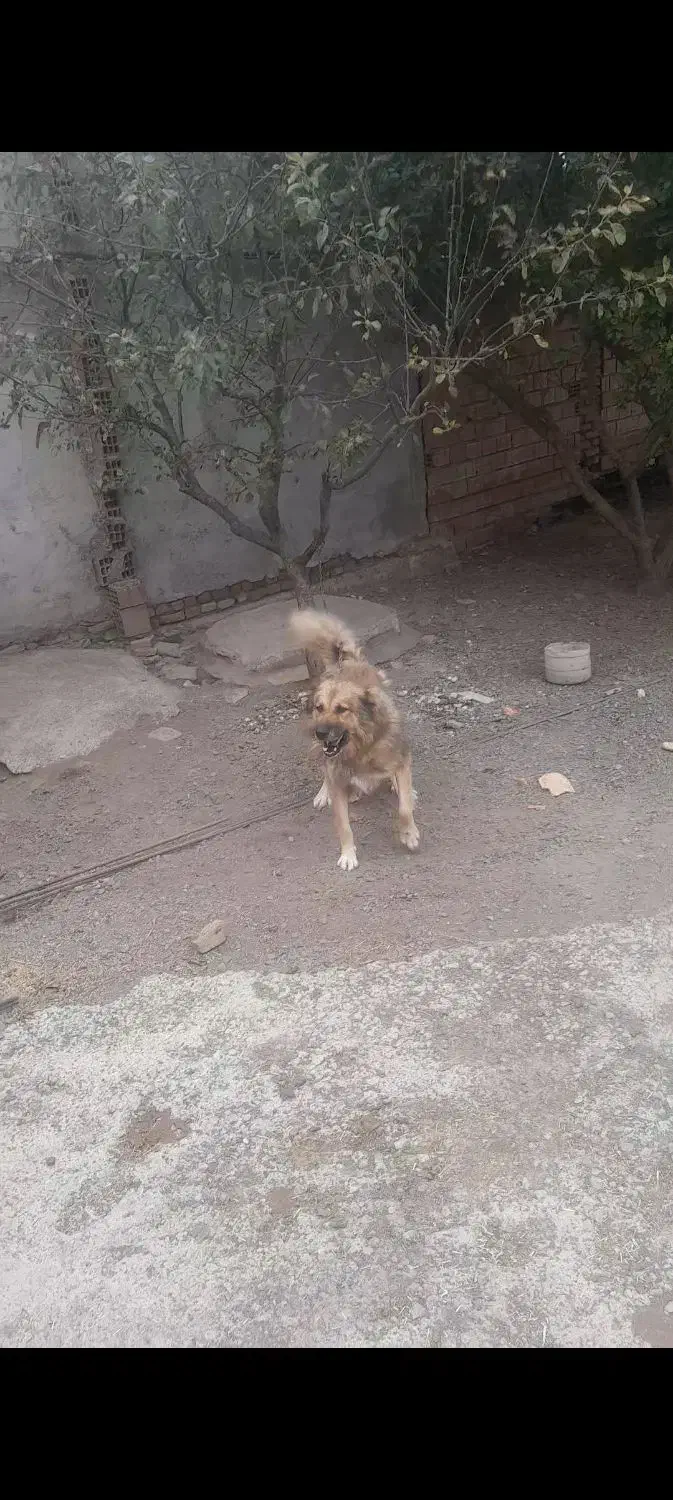 سگ نگهبان و گله به شرط|سگ|ویلکیج, |دیوار