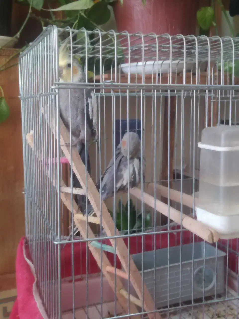 جفت عروس هلندی|پرنده|برخوار, |دیوار