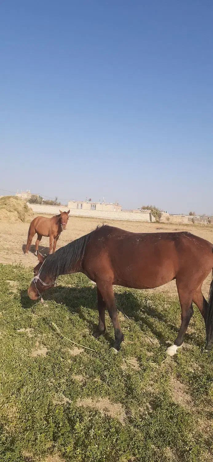 سه تا اسب اروم ویورقه|اسب و تجهیزات اسب‌سواری|سرولایت, |دیوار