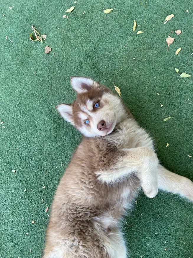 سگ گمشده|حیوانات|همدان, |دیوار