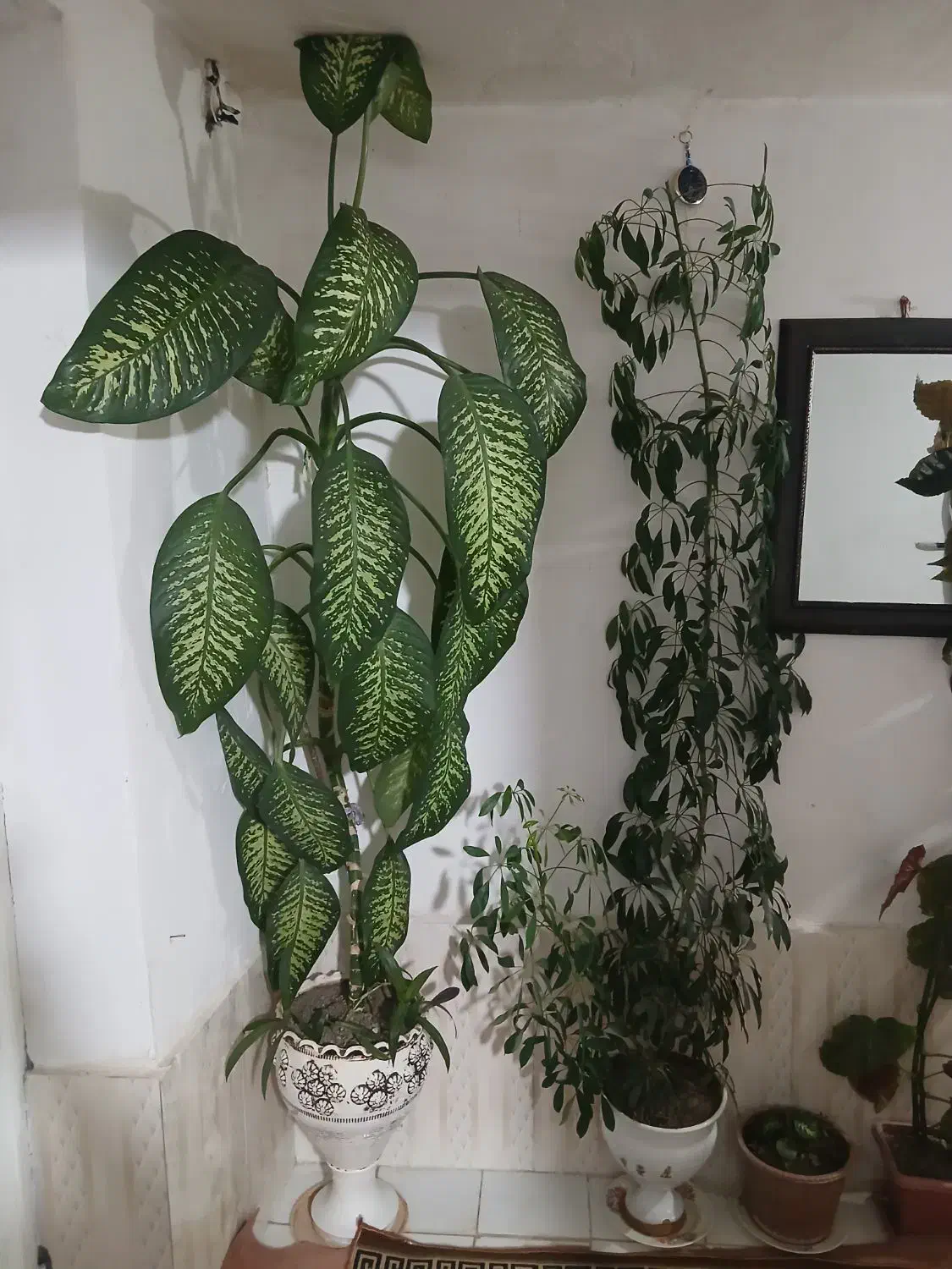 گل دیفن و شفلرا|گل و گیاه طبیعی|حسین آباد, |دیوار