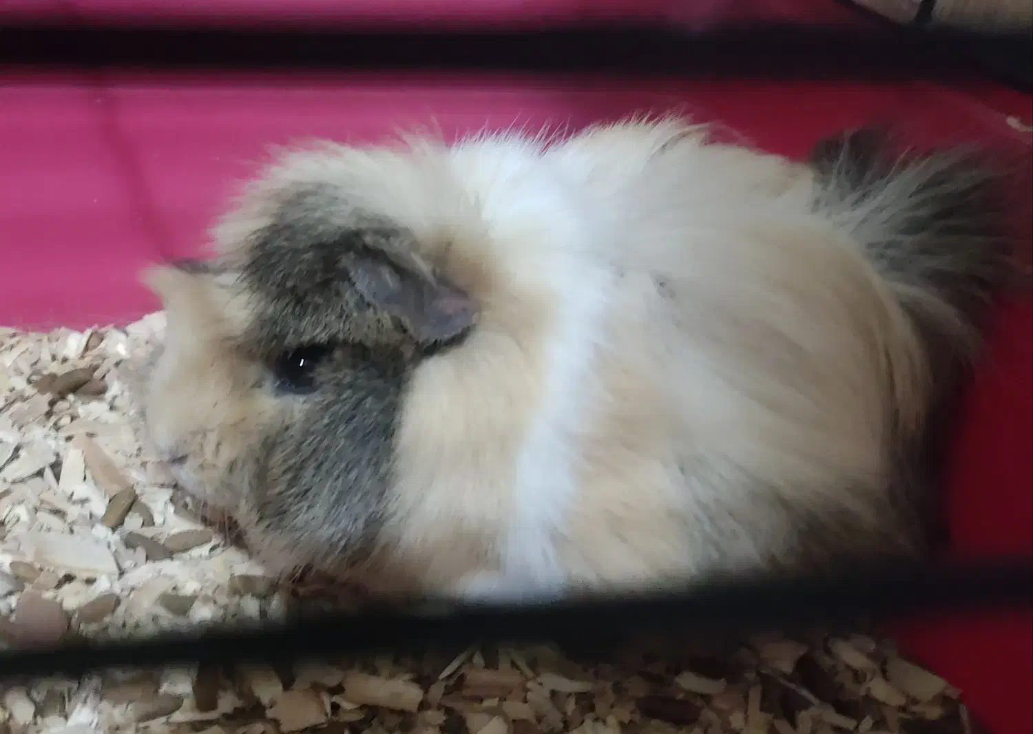 خوکچه هندی|موش و خرگوش|کرمان, |دیوار