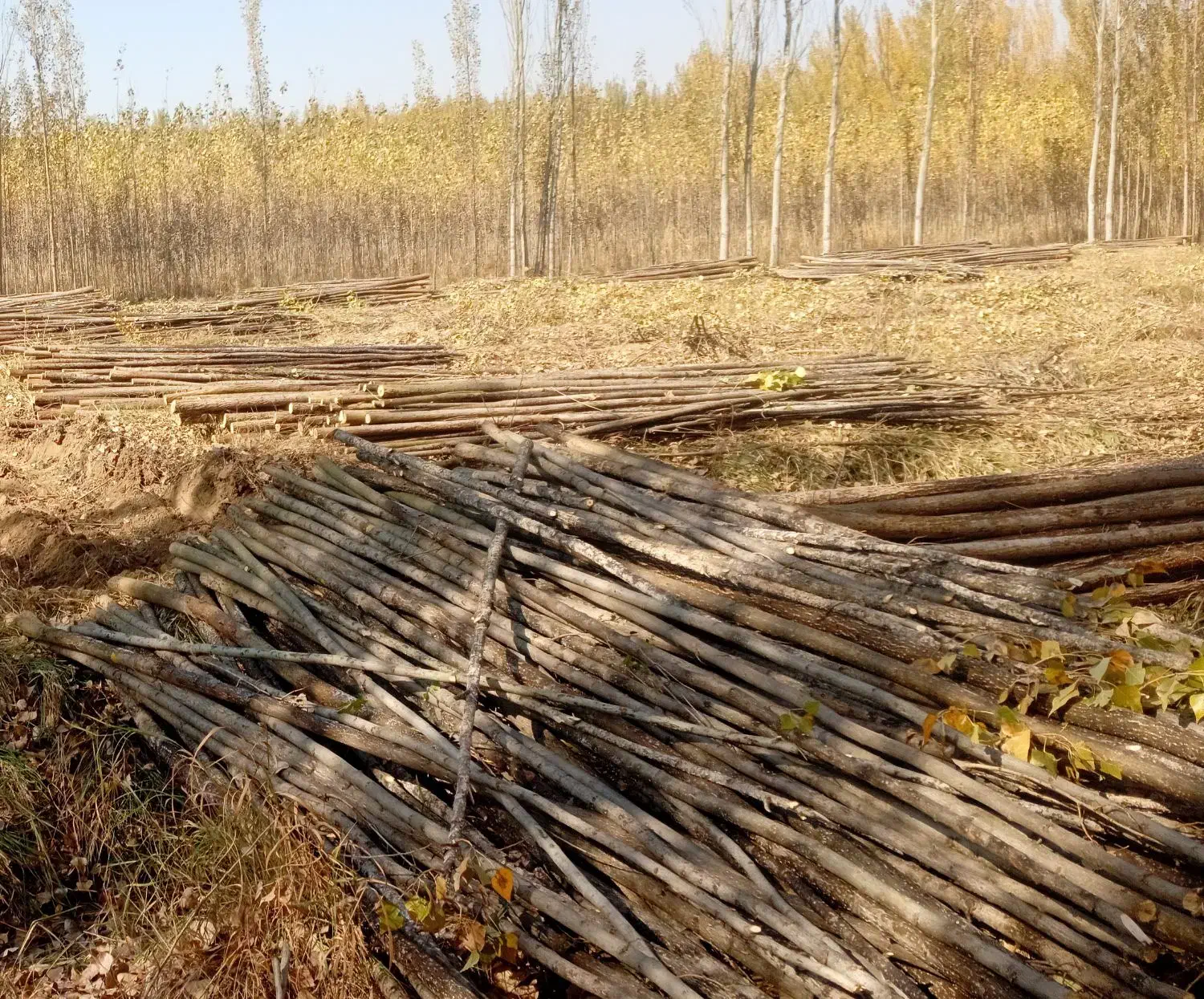 زمین کشاورزی واقع در نوروزآباد|فروش دفتر صنعتی، کشاورزی، تجاری|شاهین دژ, |دیوار