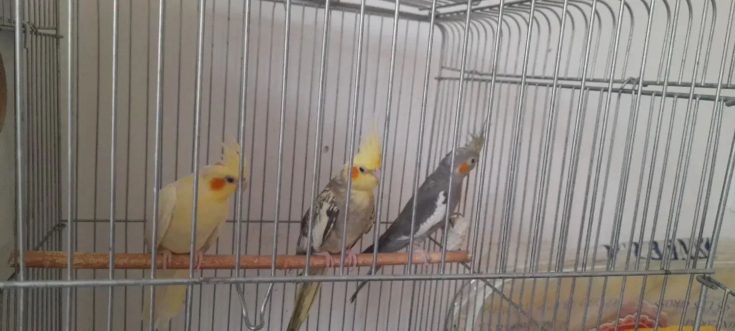 یک جفت عروس هلندی مولد بایک جوجه بالغ|پرنده|کنگاور, |دیوار