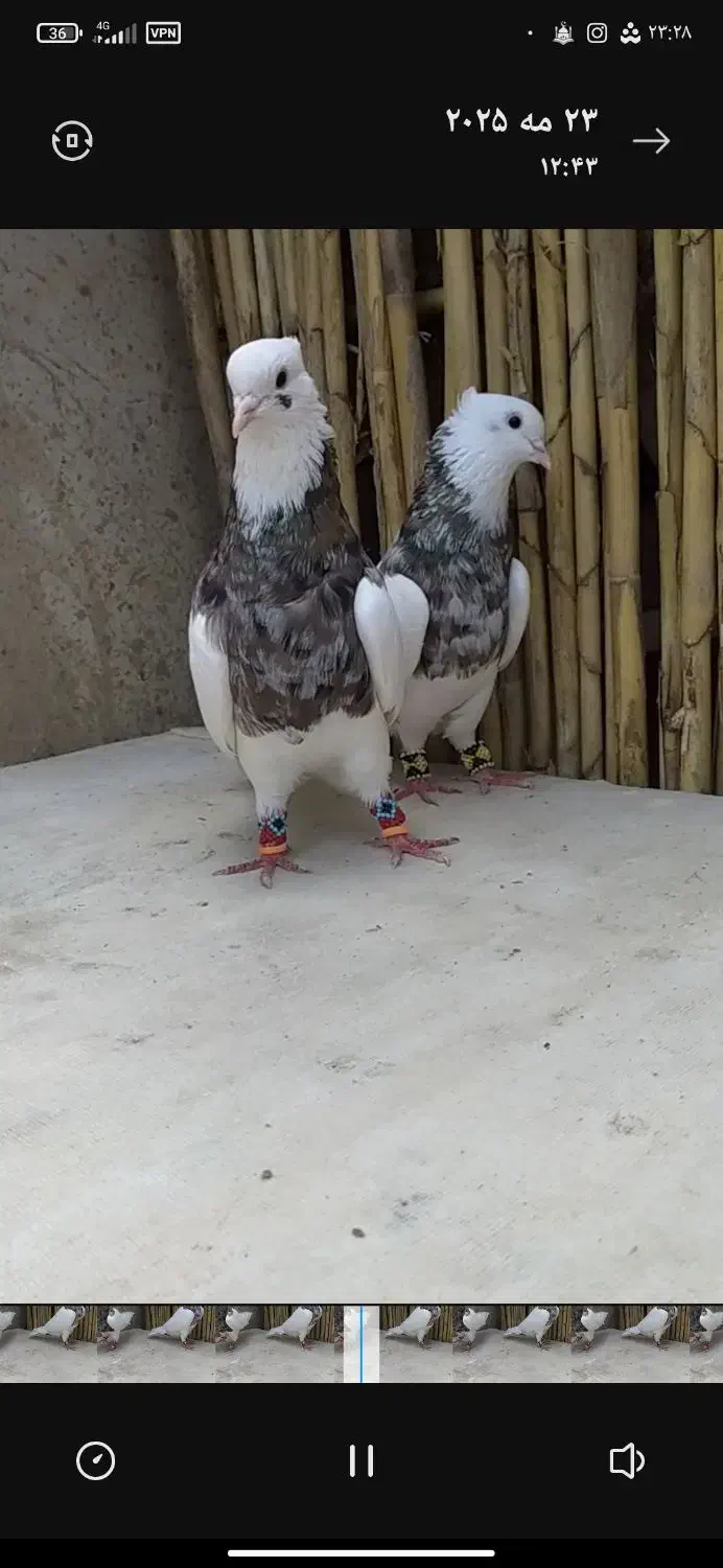 گم شده|پرنده|نگین شهر, |دیوار