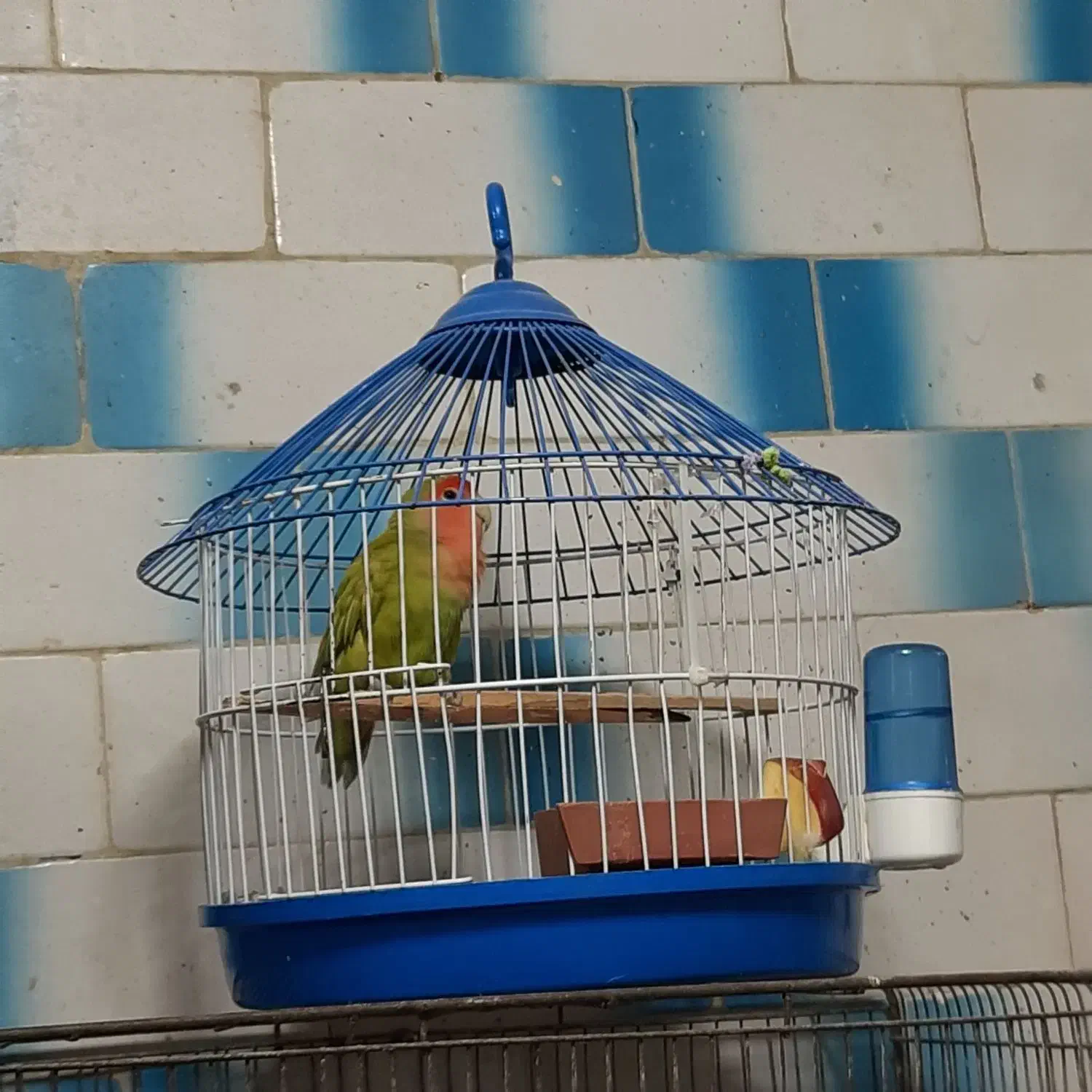 طوطی برزیلی با قفس فانتزی|پرنده|رشت, سلیمانداراب|دیوار