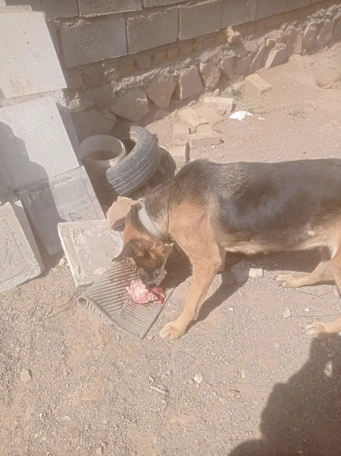 سگ ژرمن|سگ|سبزوار, توحیدشهر|دیوار