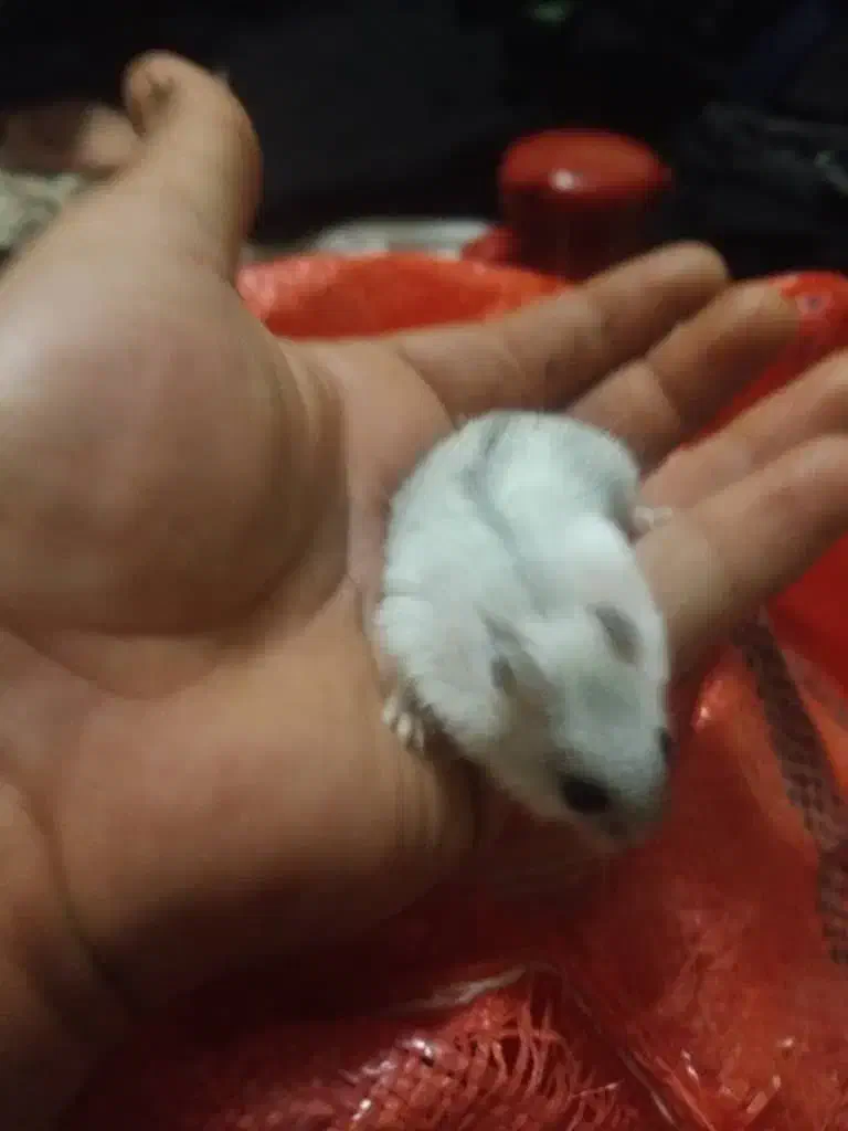 همستر کمپل|موش و خرگوش|تهران, شوش|دیوار