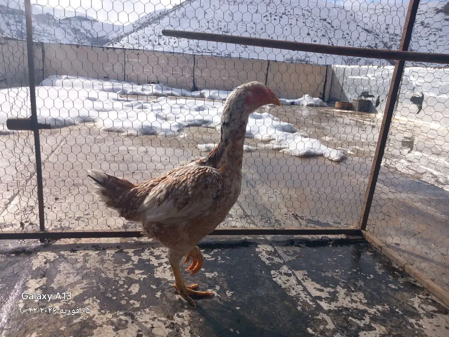 مرغ لاری|حیوانات مزرعه|پاوه, |دیوار