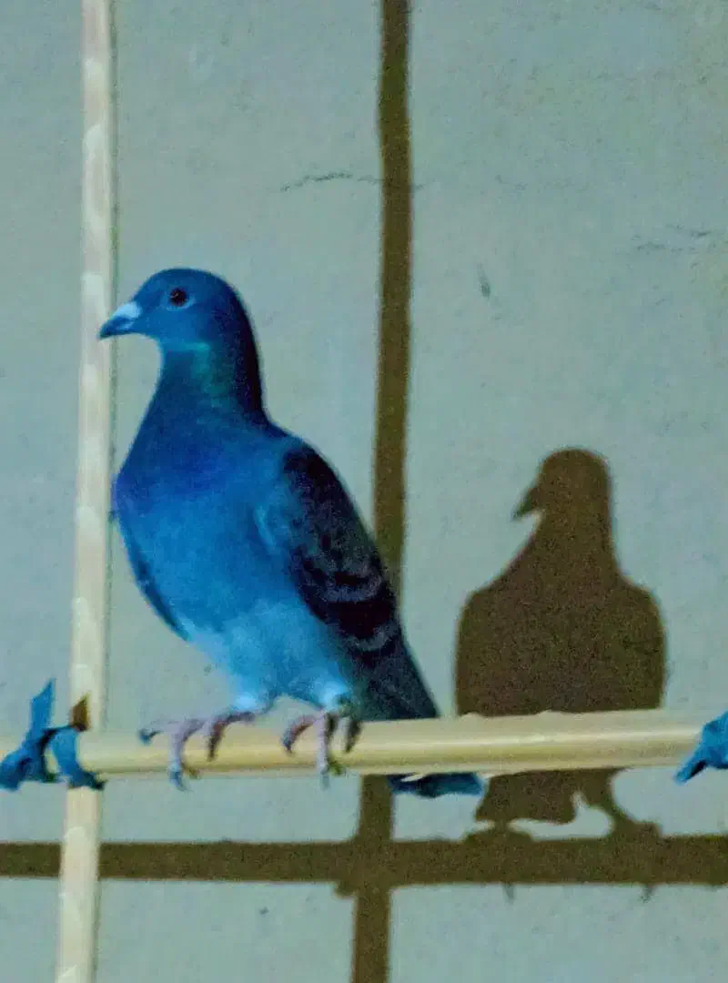 یازده  عدد مسافتی درجه یک|پرنده|سراوان, |دیوار