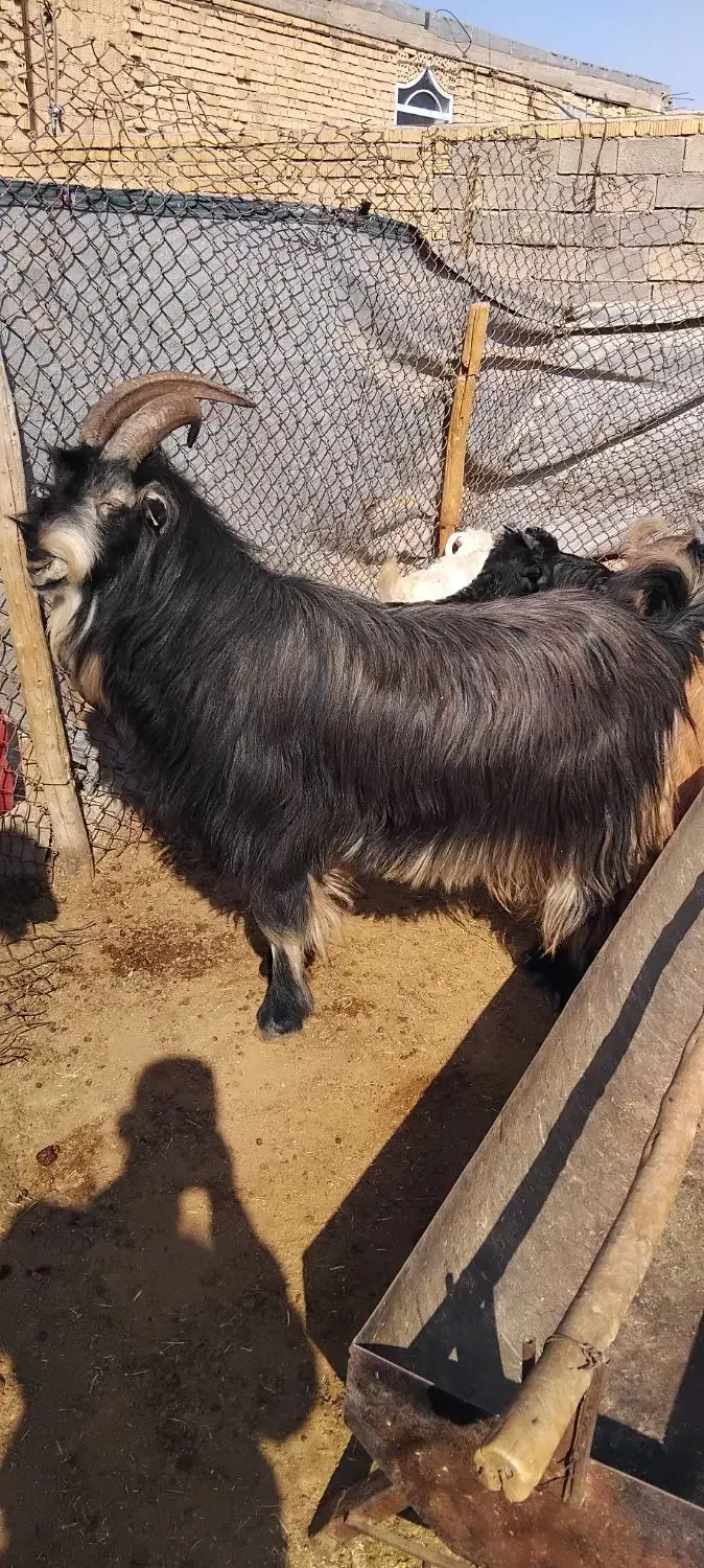 پازن بزری جوان|حیوانات مزرعه|شیراز, حومه شیراز|دیوار