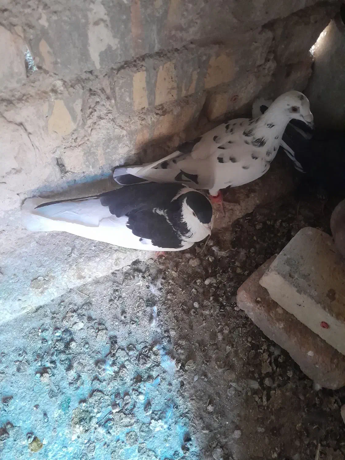 دوتاحیوان فروشی|پرنده|اسفراین, |دیوار