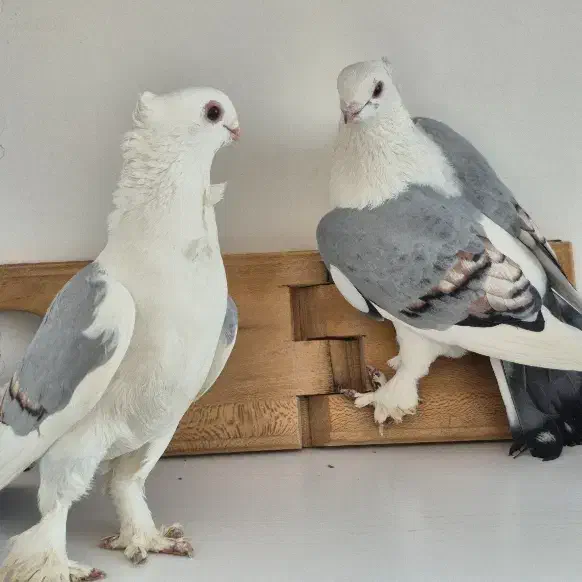 بلژیکی|پرنده|نظرآباد, شهرک بزرگمهر|دیوار