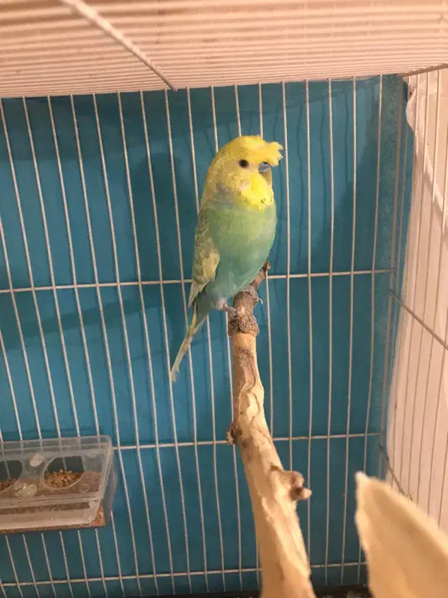 معاوضه جفت مولد مرغ عشق باهرچی ک لازم داشته باشم|پرنده|مشهد, وکیلآباد|دیوار