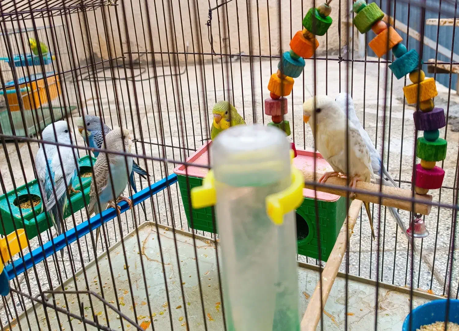 مرغ عشق|پرنده|شیراز, گود عربان|دیوار