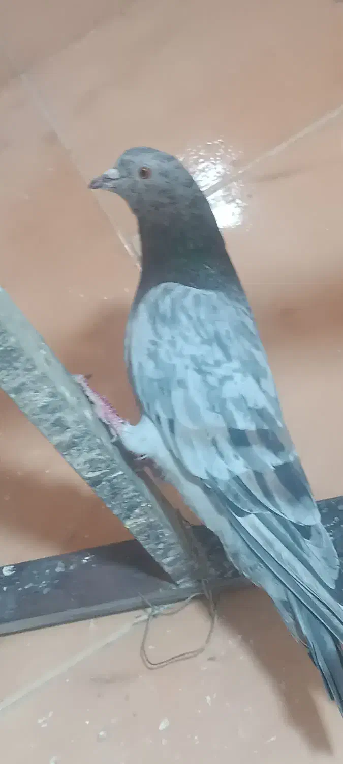 کبوتر کفتر نقشو پرش(بار جدید دولاب داخل فیلم)|پرنده|فردیس, ثابتی|دیوار