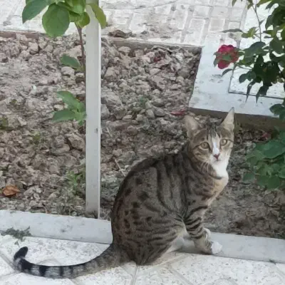 گربه گمشده پلنگی ماده ۳ ساله|حیوانات|تبریز, |دیوار