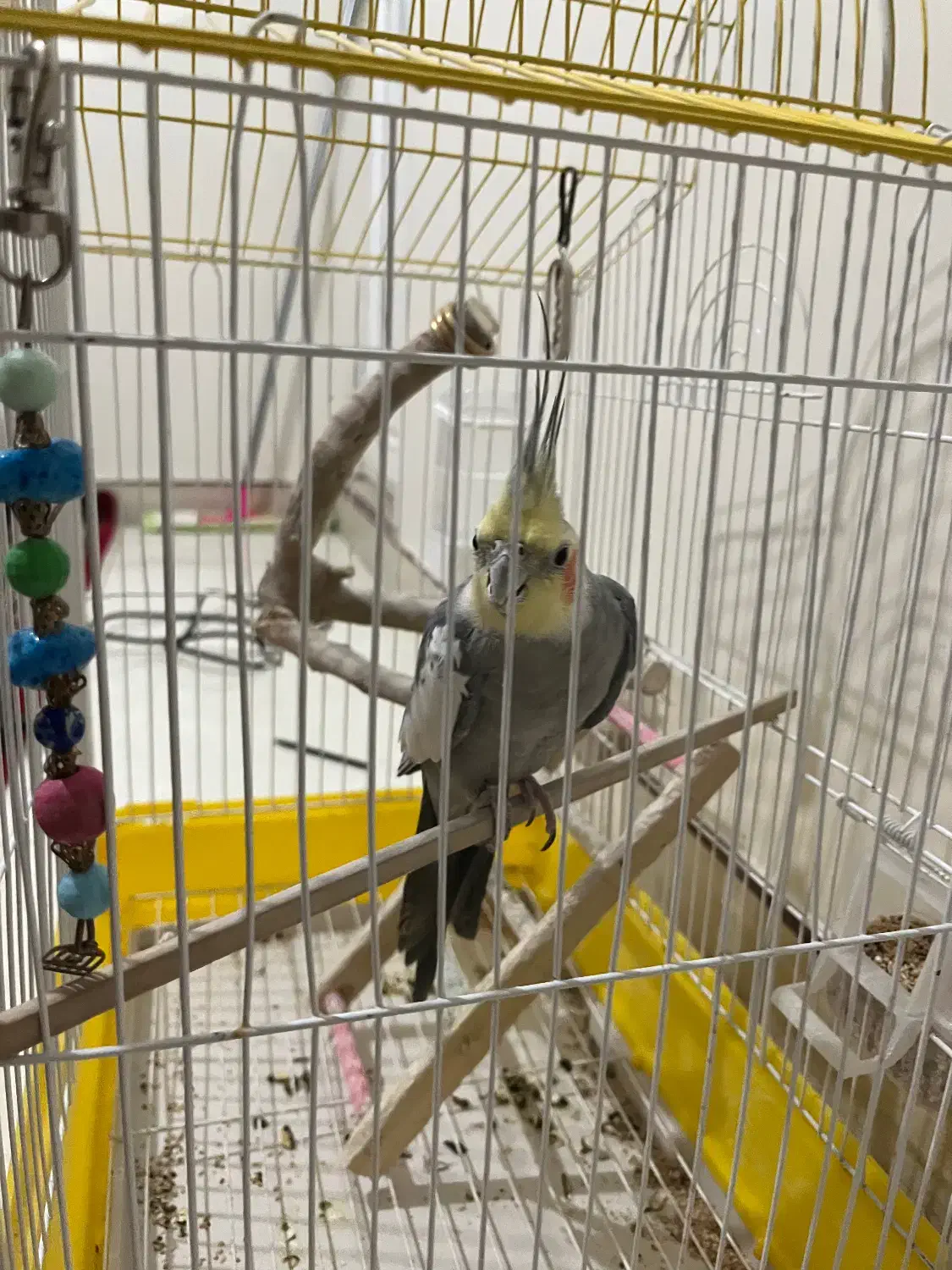 عروس هلندی|پرنده|قدس, شهرقدس|دیوار