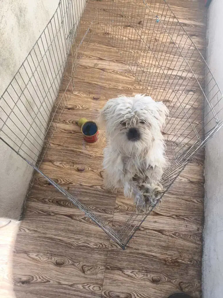 سگ نژاد مالتیز تربیت شده واکسن زده خیلی بامزه|سگ|نورآباد ممسنی, |دیوار