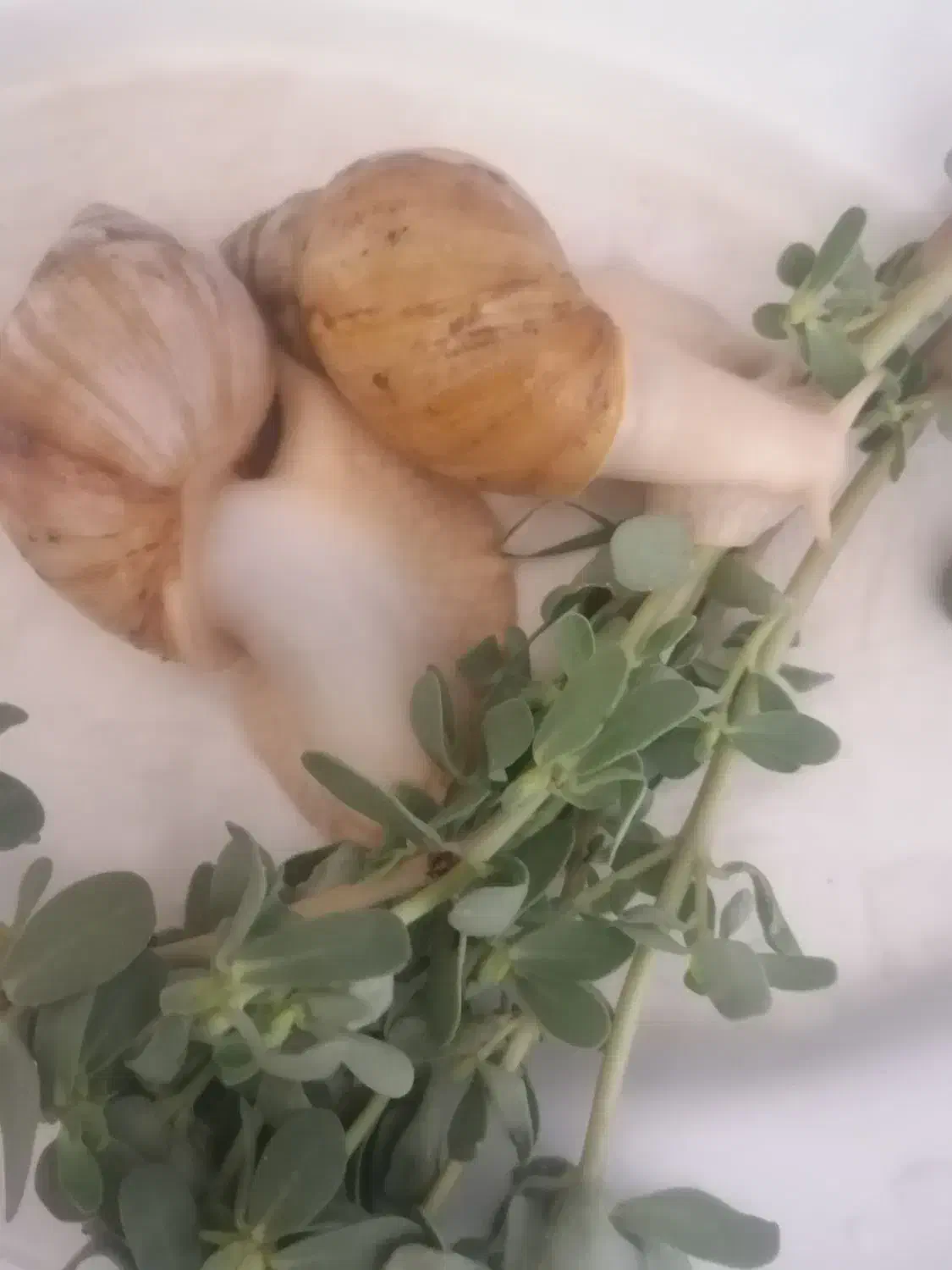 حلزون درمانی|خزنده|سبزوار, شرق کال عیدگاه|دیوار