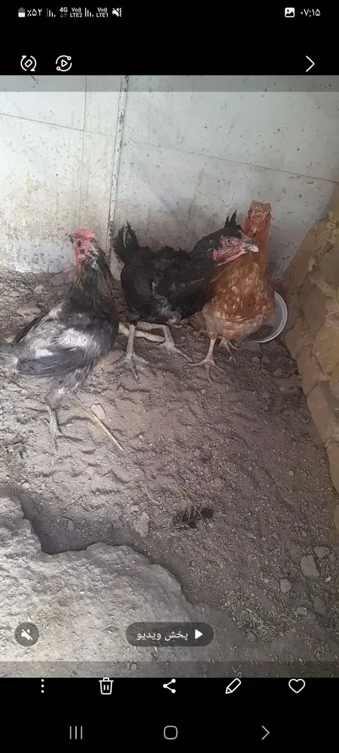 مرغ لاری و مرغ محلی تخم گزار|حیوانات مزرعه|رباط‌کریم, رباط‌کریم|دیوار