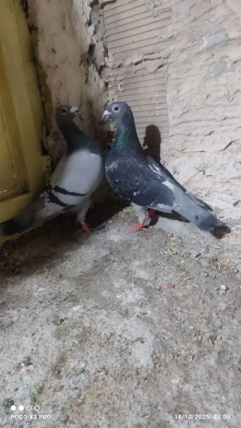 جفتنروماده|پرنده|تایباد, |دیوار