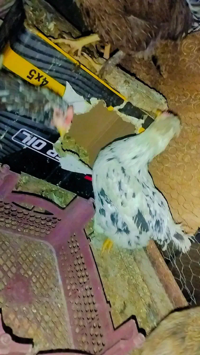 مرغ خروس لری. گلین|حیوانات مزرعه|خمینیشهر, |دیوار