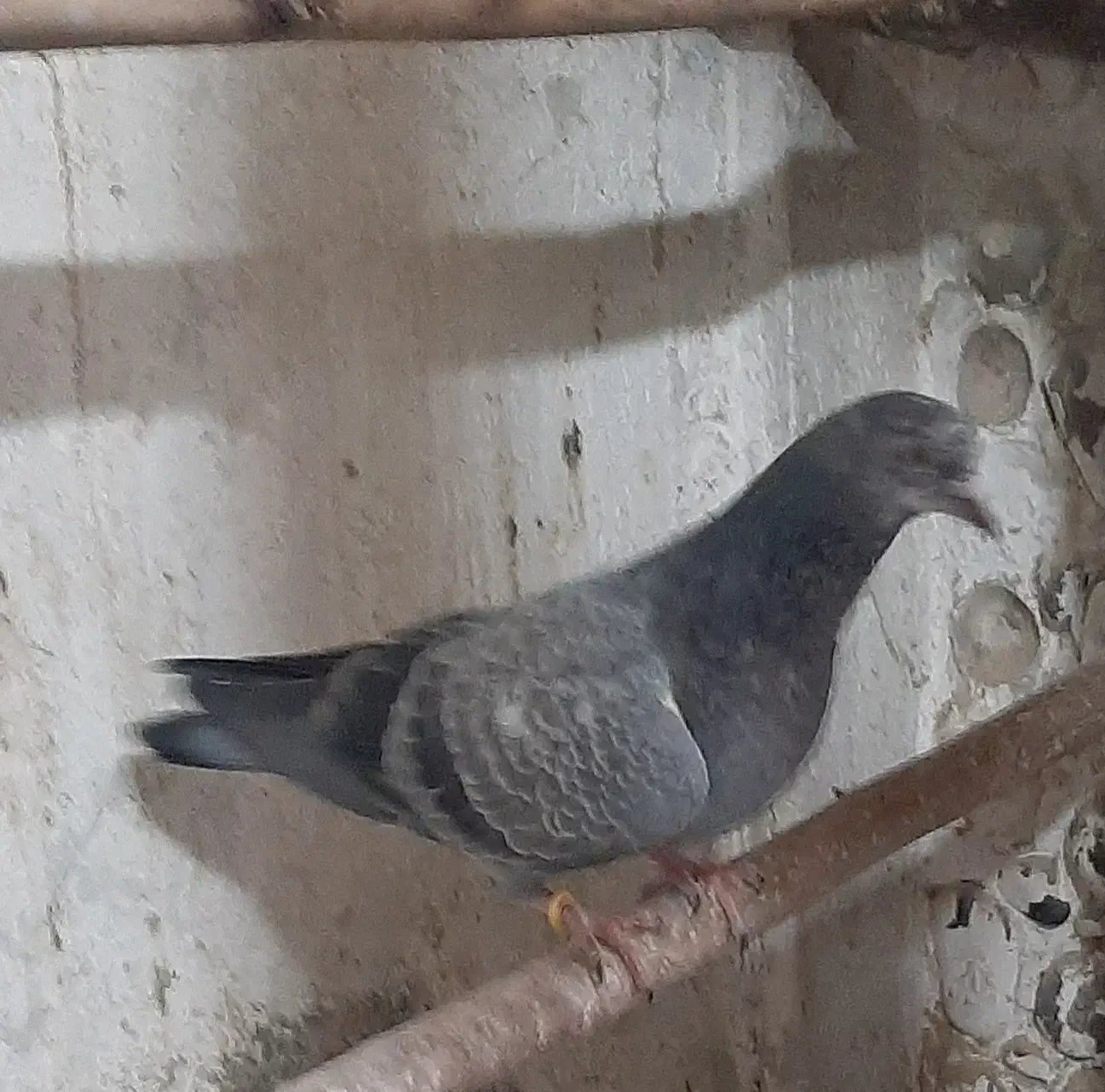 کبوتر  گم  شده|حیوانات|سنگر, |دیوار