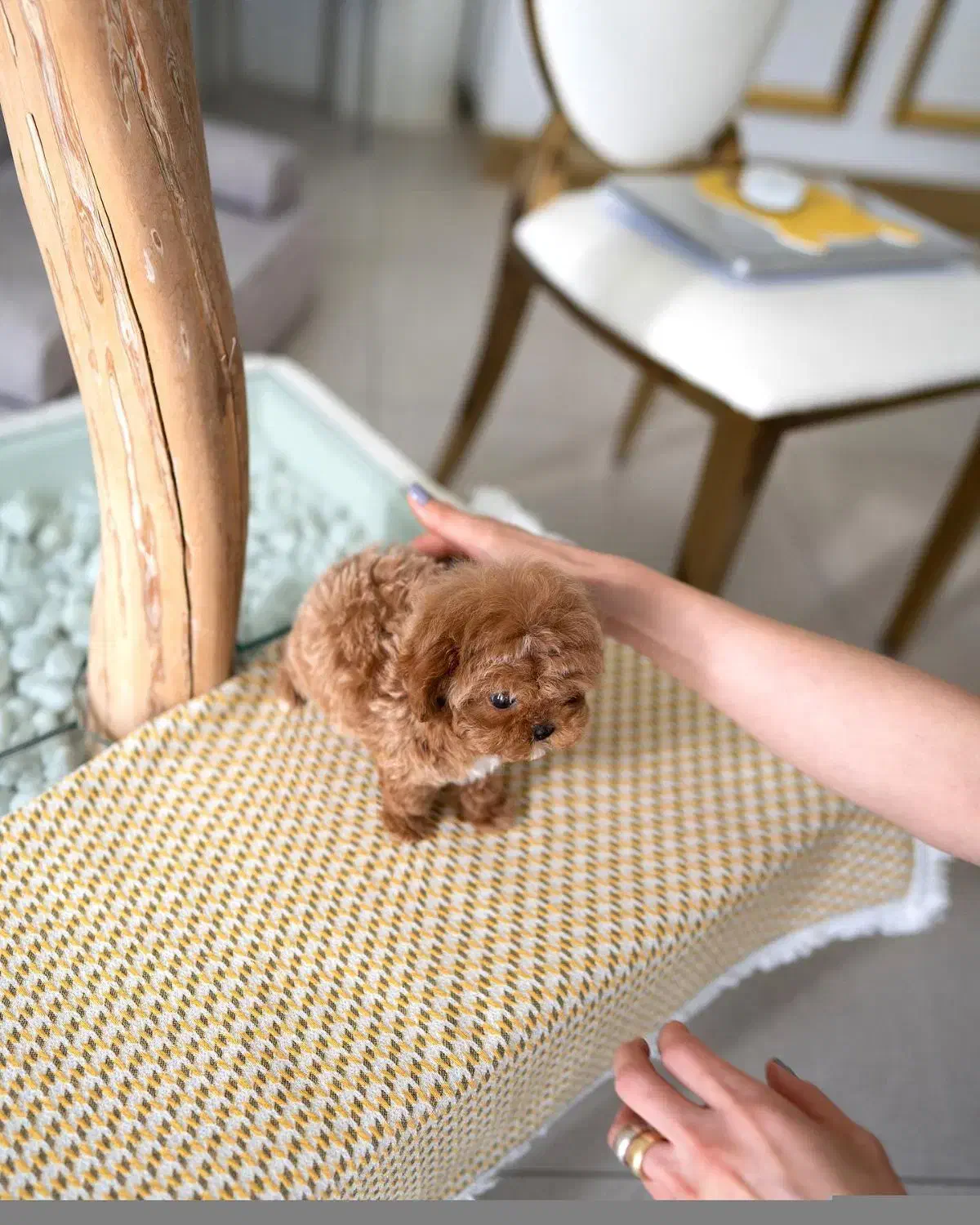 سگ پودل فنجونی نروماده2ماه 3900بی واسطه|سگ|تهران, تهرانسر مرکزی|دیوار