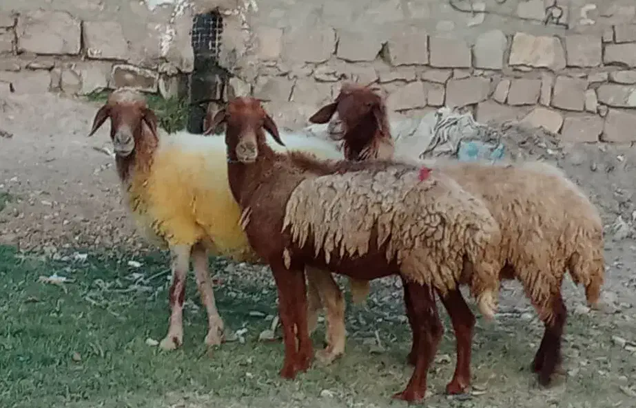 میش آبستن نژادغزل همو|حیوانات مزرعه|مسجد سلیمان, |دیوار