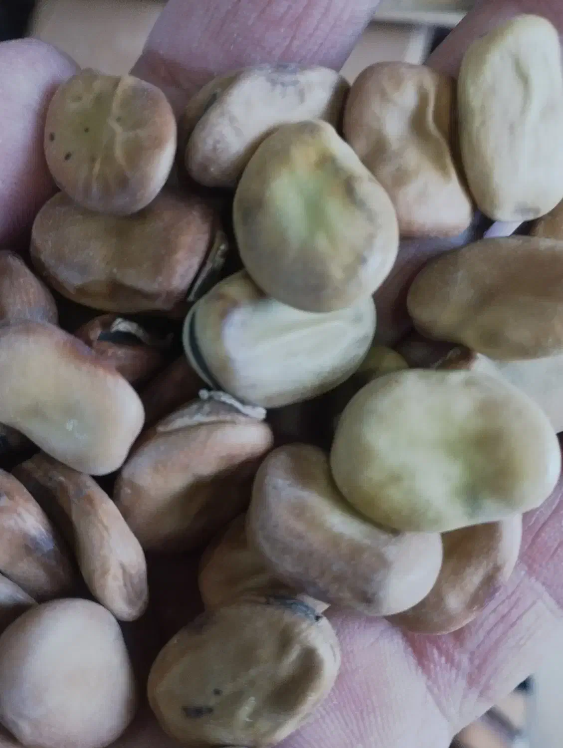 باقلا|حراج|سیمین شهر, |دیوار