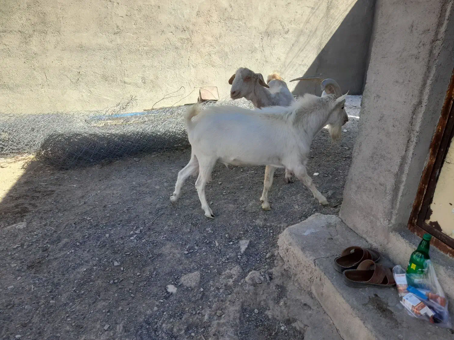 نربز سانن اصل|حیوانات مزرعه|بجستان, |دیوار