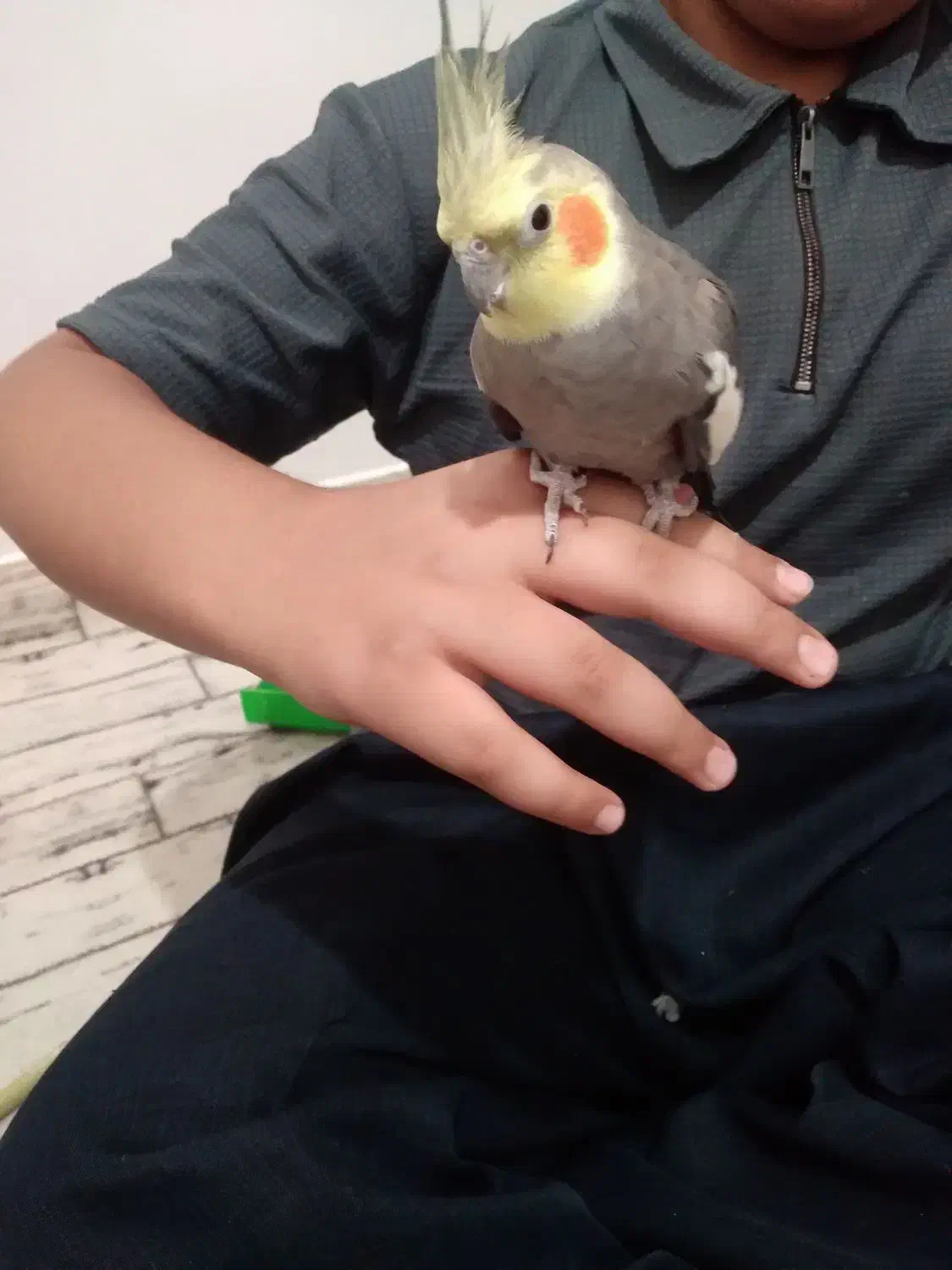 عروس هلندی نر وماده سالم|پرنده|نظرآباد, نظرآباد|دیوار