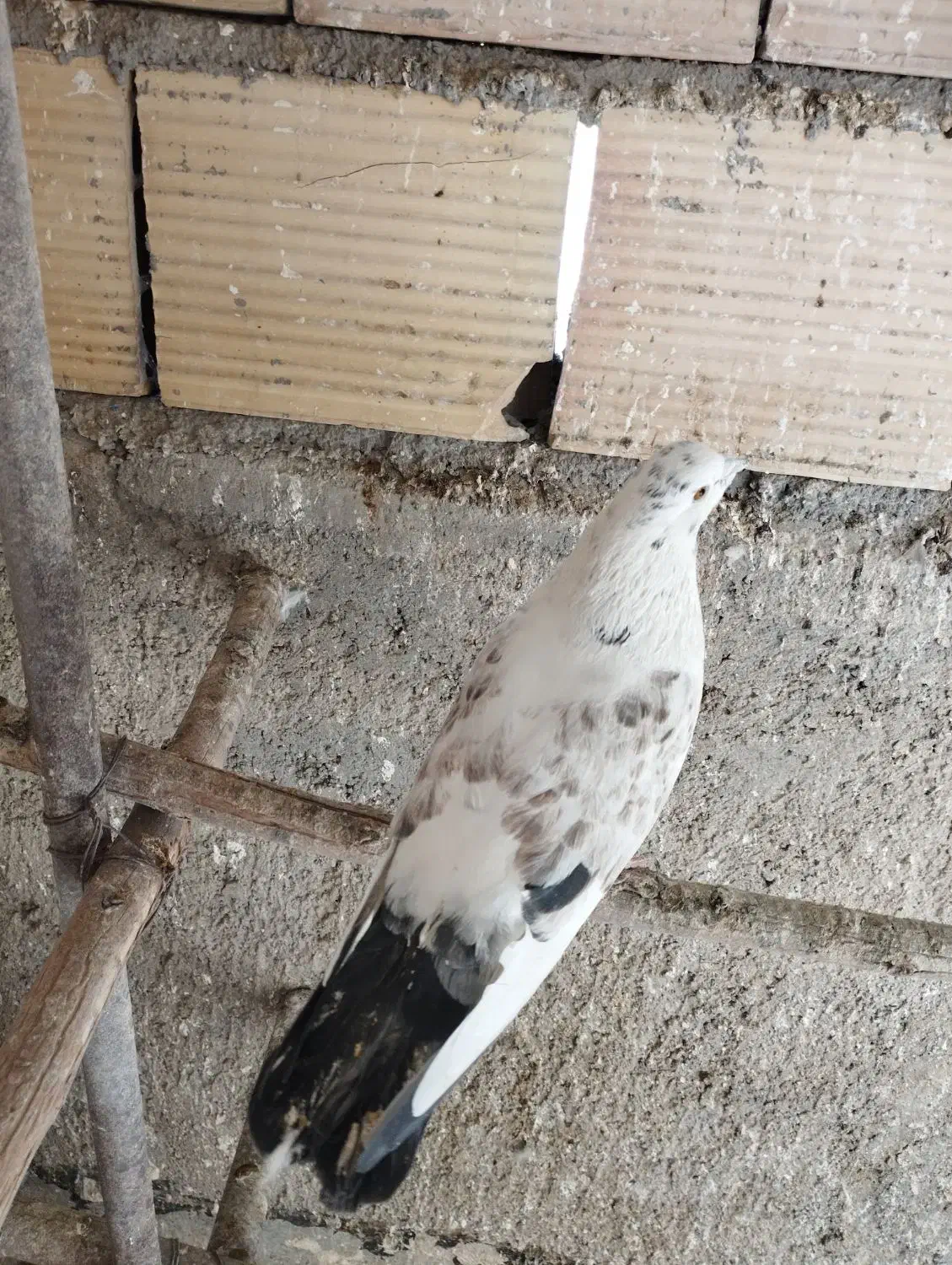 کفتر پرشی|حیوانات|قرچک, داوود آباد|دیوار