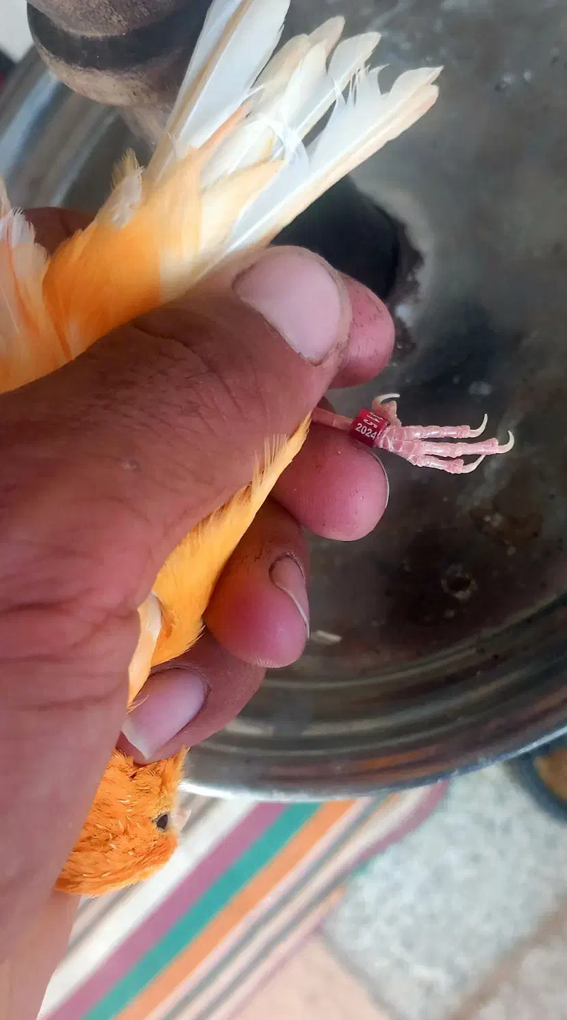 قناری نر ردفاکتور|پرنده|ایلام, |دیوار