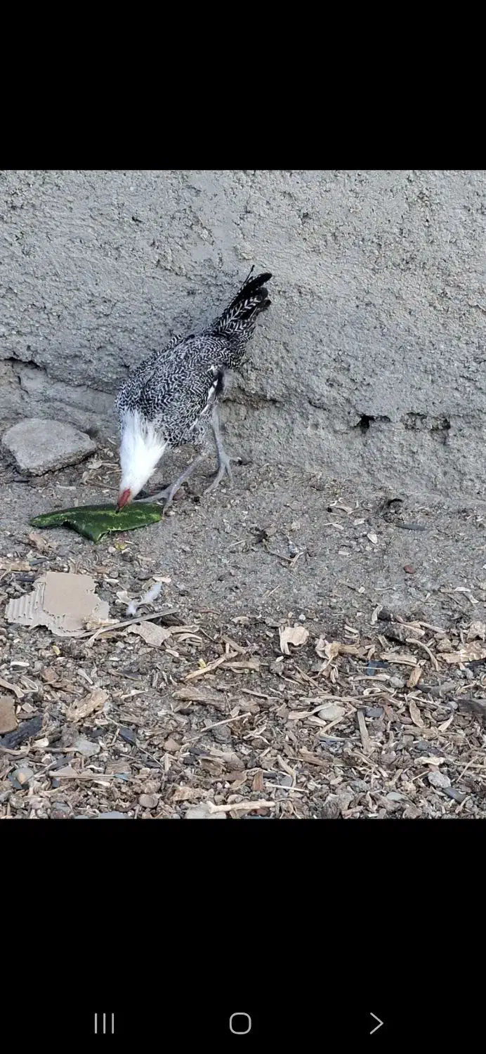 یک عددخروس پلیموت ویک عددخروس براکل بفروش میرسد|حیوانات مزرعه|محمدشهر, یزدیها|دیوار