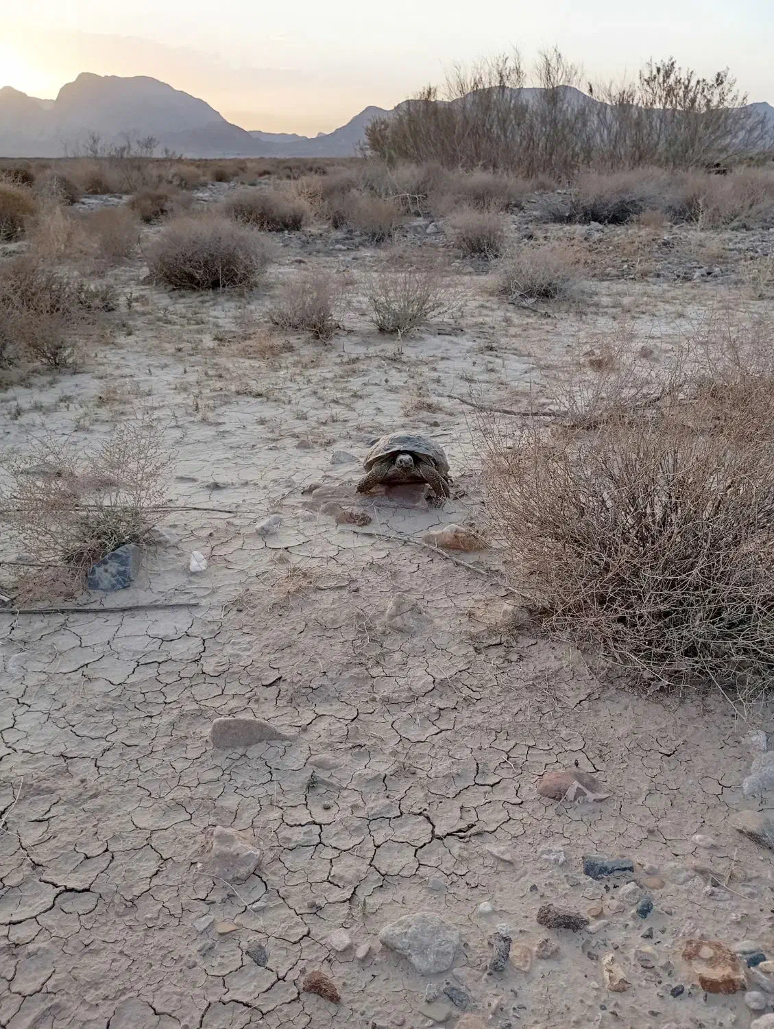 زمین فرزند آوری خوسف|فروش زمین و ملک کلنگی|خوسف, |دیوار