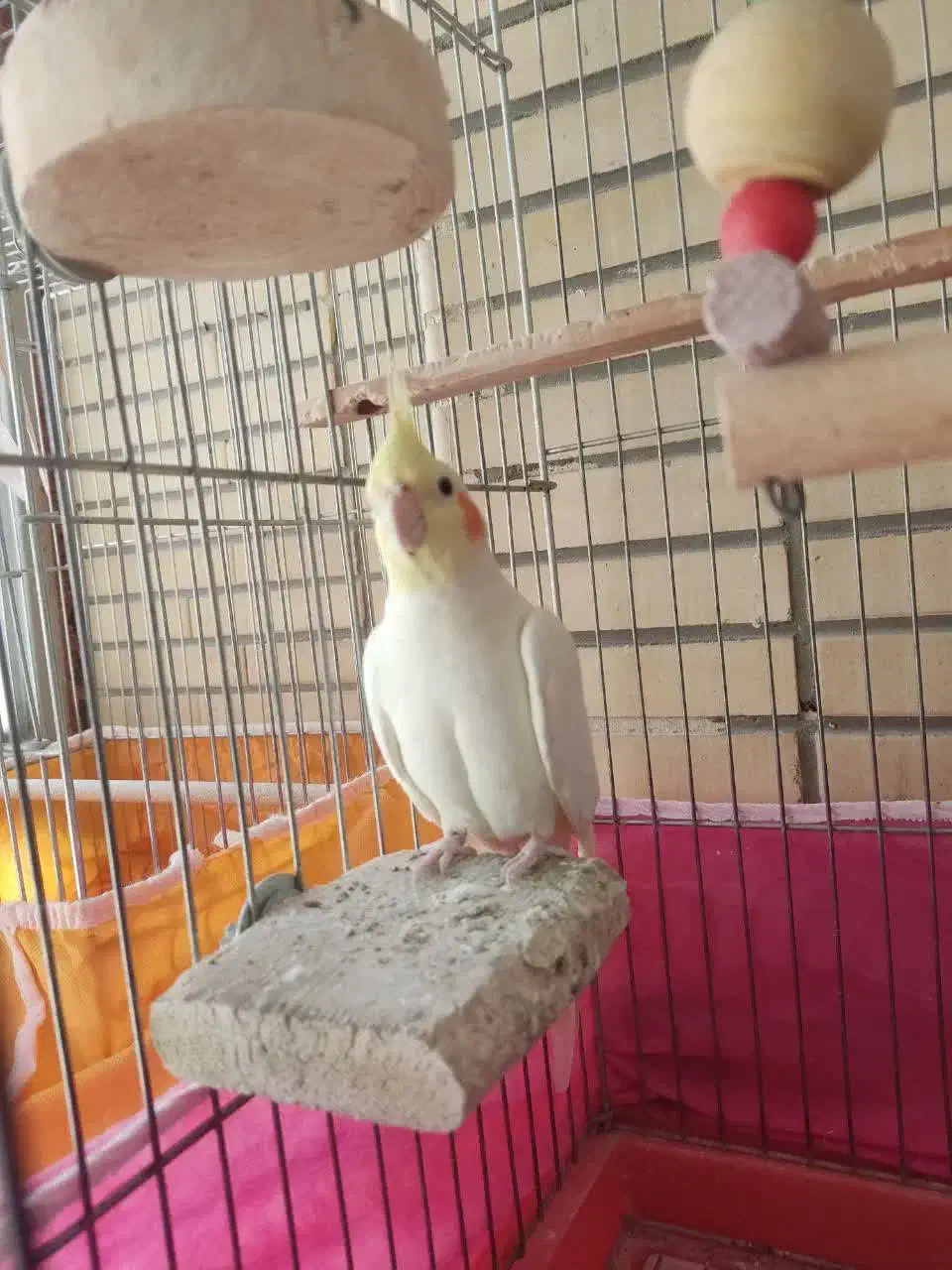 جفت عروس هلندی بالغ|پرنده|شاهین‌شهر, خانه کارگر|دیوار