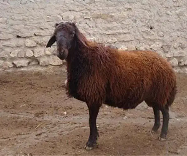 بره هترو|حیوانات مزرعه|پاکدشت, پاکدشت (مامازند)|دیوار
