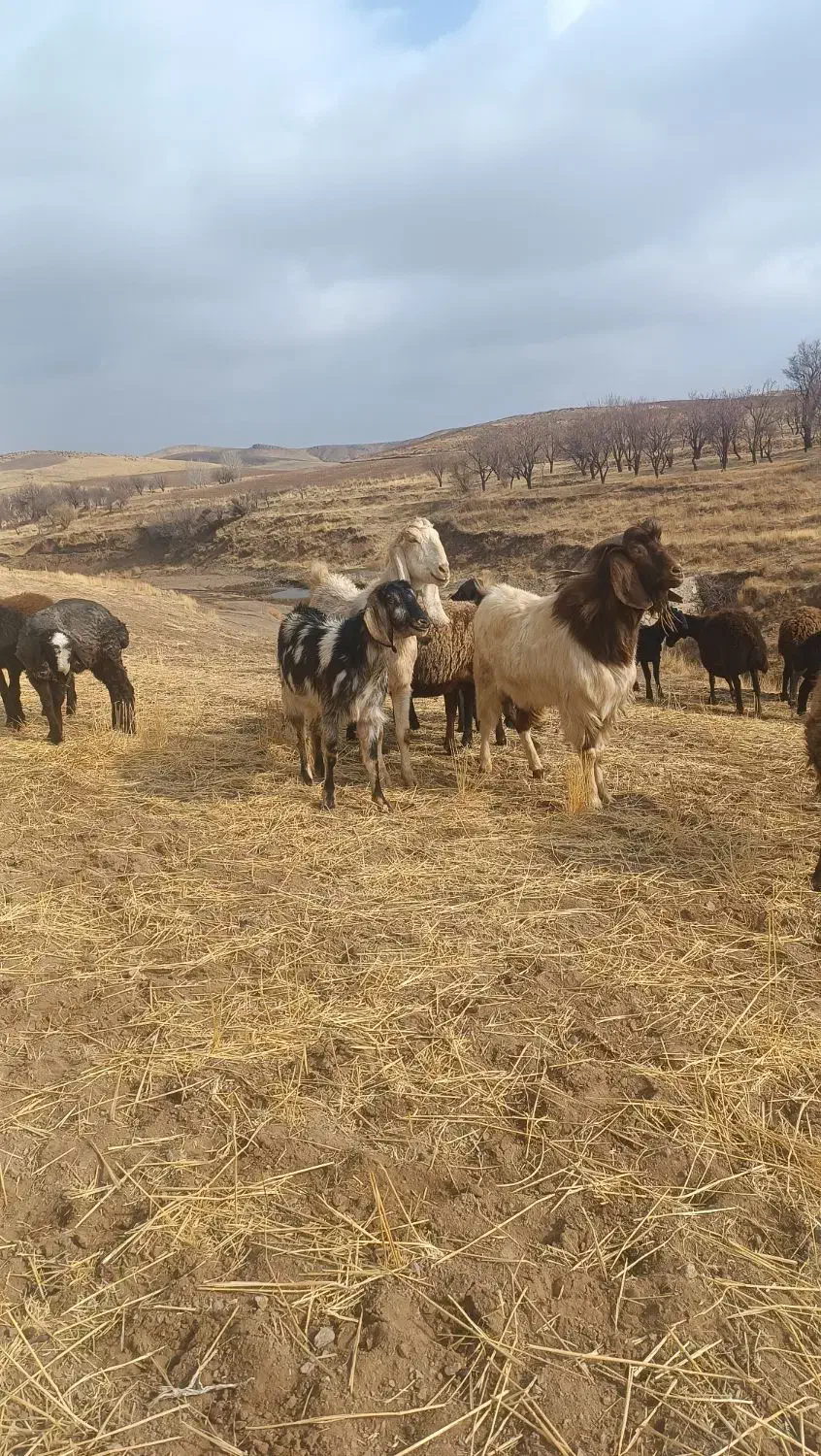 بز نر|حیوانات مزرعه|بزینه رود, |دیوار