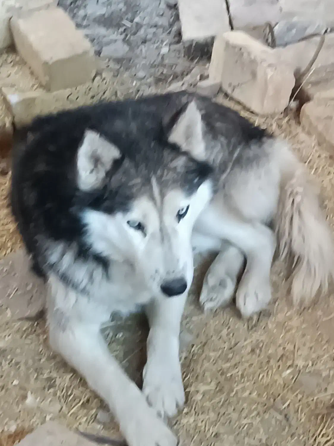 سگ هاسکی|سگ|قره پشتلو, |دیوار