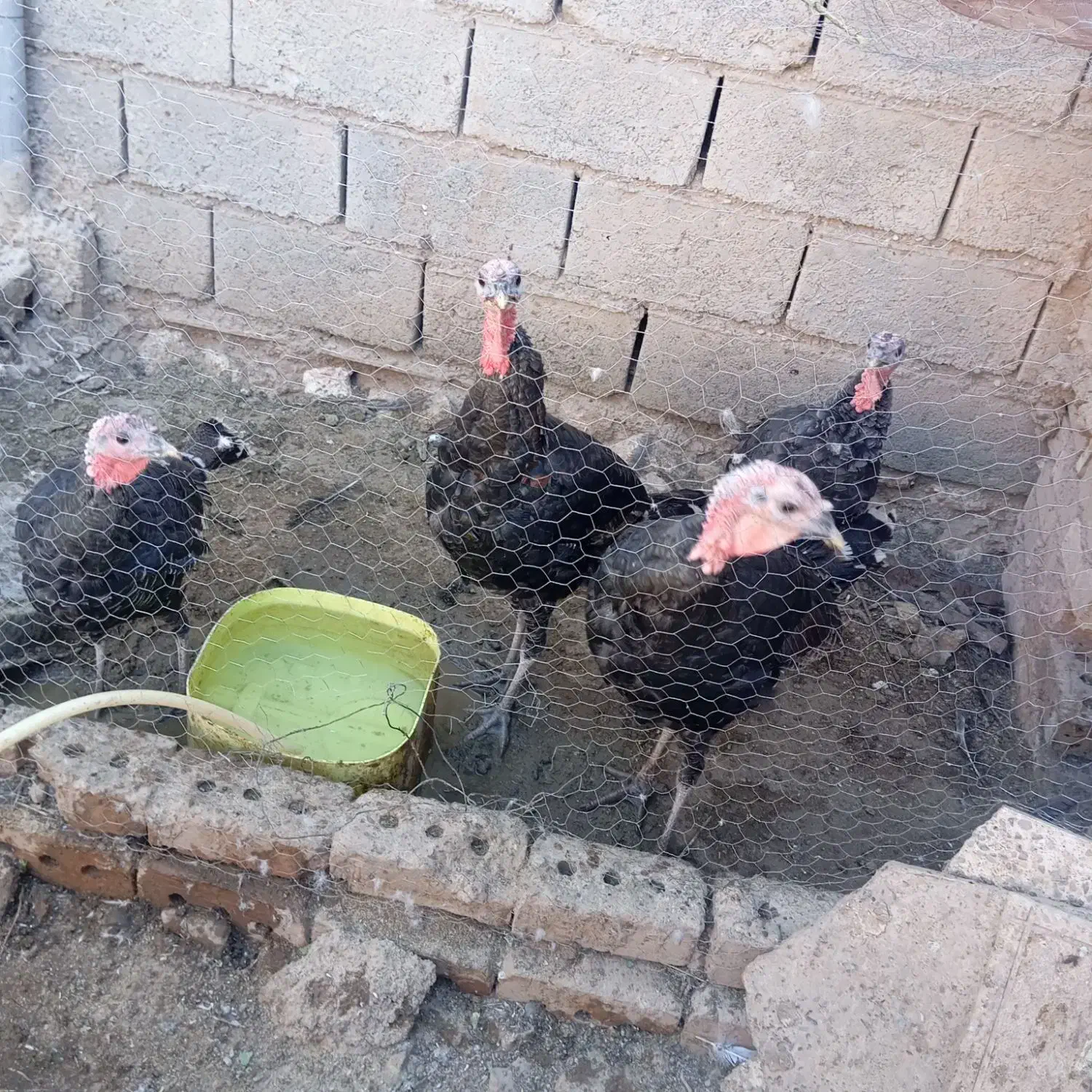 بوقلمون|پرنده|فیروزه, |دیوار