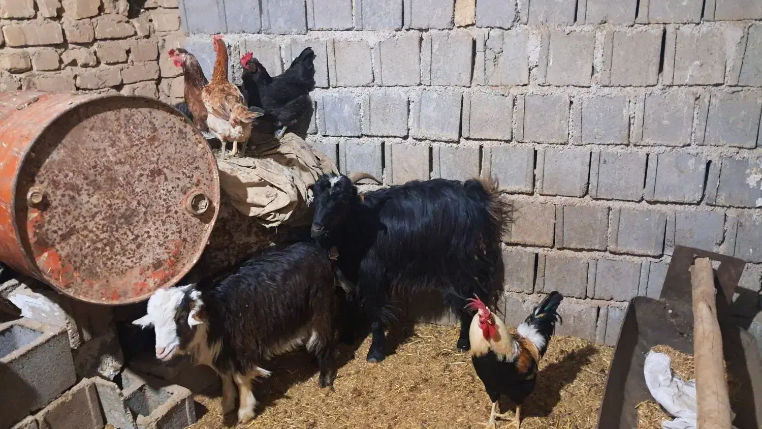 بز کهر|حیوانات مزرعه|شیراز, گویم|دیوار