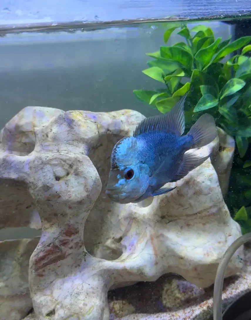 فلاور ابی تایسلیک|ماهی|تهران, نیروی هوایی (پیروزی)|دیوار