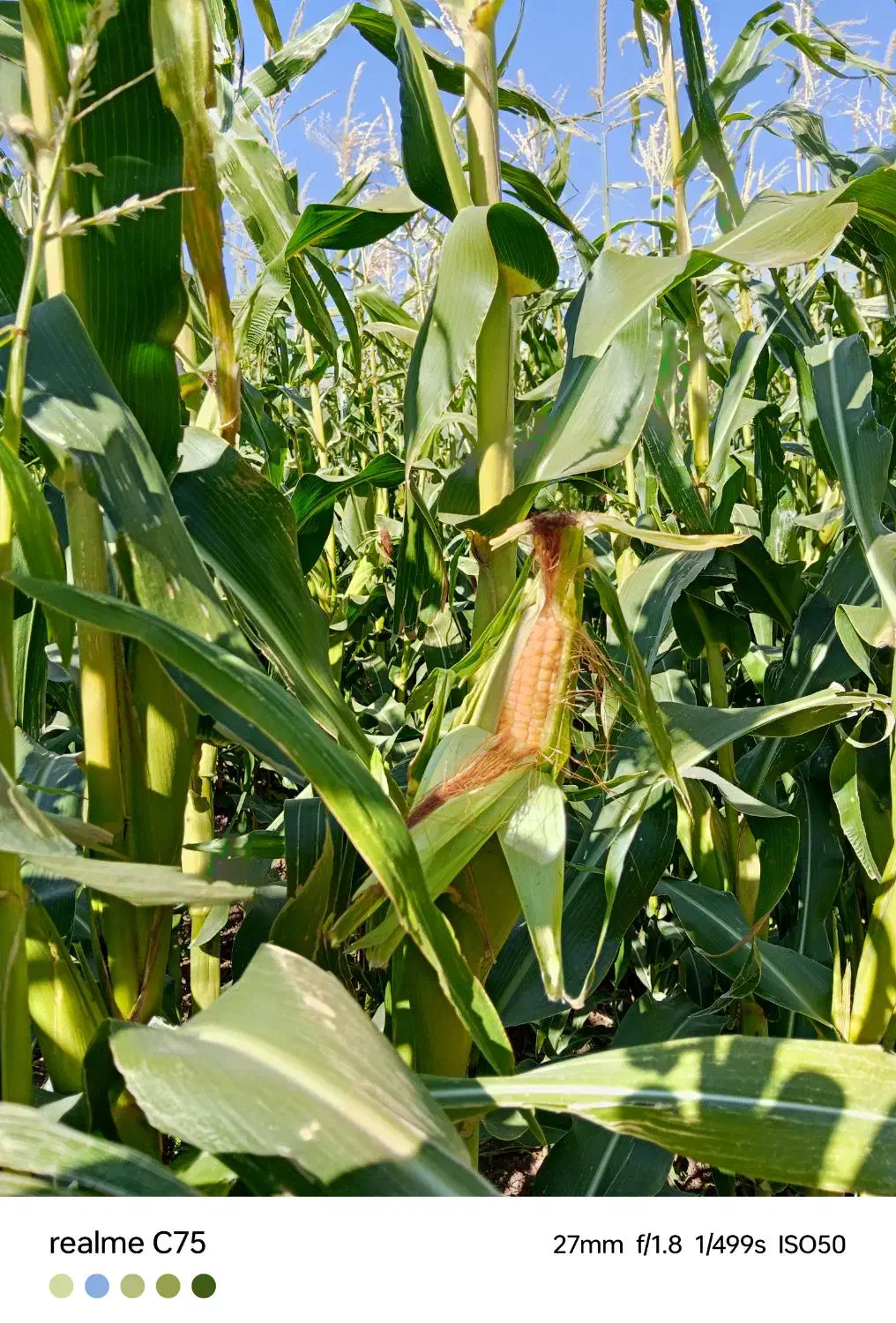 ذرت علوفه ای سیلو شده|عمدهفروشی|لاجان, |دیوار