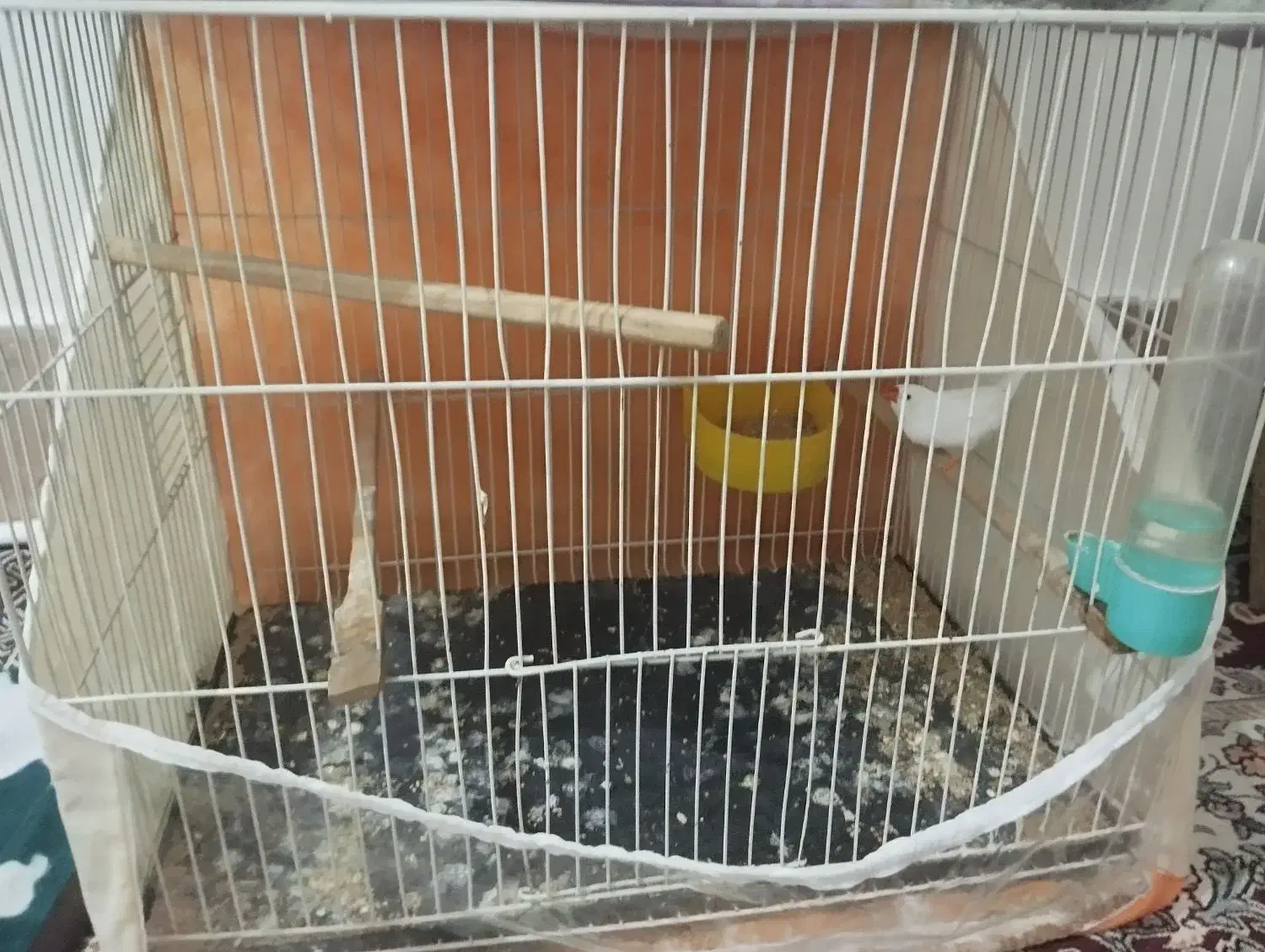 فنچ|پرنده|چناران, |دیوار